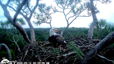 NE Florida Eagles Live Webcam - Sep 12, 2026, 7:00am EDT