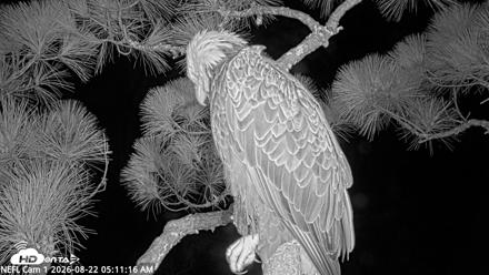 NE Florida Eagles Live Webcam - Aug 22, 2026, 5:12am EDT