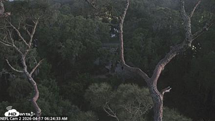 NE Florida Eagles Live Webcam - Apr 17, 2026, 6:25am EDT