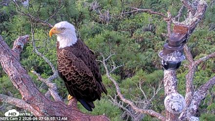 NE Florida Eagles Live Webcam - Apr 27, 2026, 8:04am EDT
