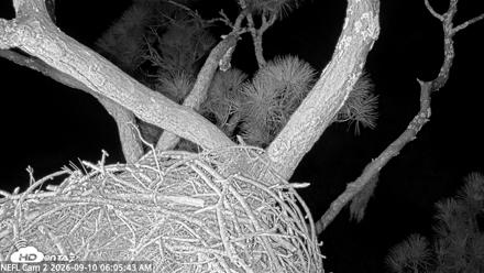 NE Florida Eagles Live Webcam - Sep 10, 2026, 6:07am EDT