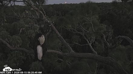 NE Florida Eagles Live Webcam - Aug 15, 2026, 6:22am EDT