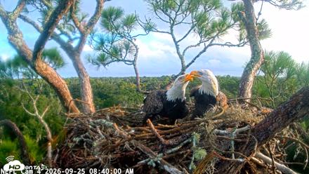 NE Florida Eagles Live Webcam - Sep 25, 2026, 8:40am EDT