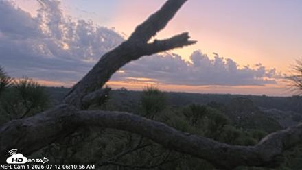 NE Florida Eagles Live Webcam - Jul 12, 2026, 6:11am EDT