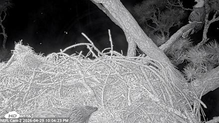 NE Florida Eagles Live Webcam - Apr 29, 2026, 10:05pm EDT