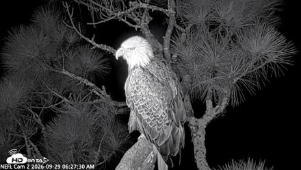 NE Florida Eagles Live Webcam - Sep 29, 2026, 6:35am EDT