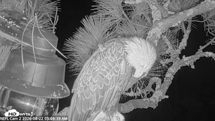 NE Florida Eagles Live Webcam - Aug 22, 2026, 3:10am EDT