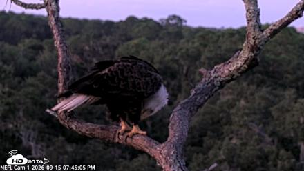 NE Florida Eagles Live Webcam - Sep 15, 2026, 7:46pm EDT