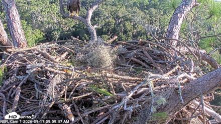 NE Florida Eagles Live Webcam - Sep 17, 2026, 9:10am EDT