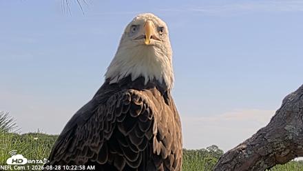 NE Florida Eagles Live Webcam - Aug 28, 2026, 10:23am EDT