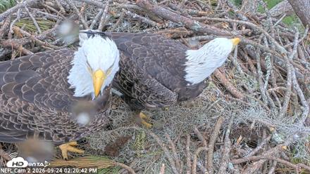 NE Florida Eagles Live Webcam - Sep 24, 2026, 2:21pm EDT