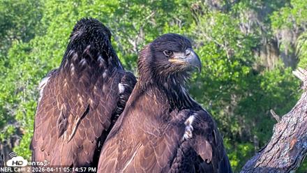 NE Florida Eagles Live Webcam - Apr 11, 2026, 5:15pm EDT