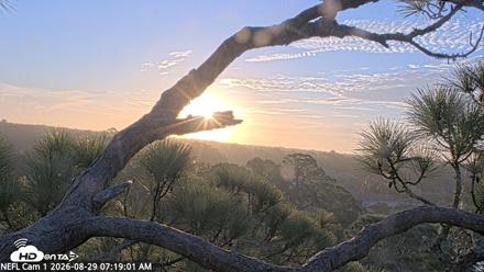 NE Florida Eagles Live Webcam - Aug 29, 2026, 7:19am EDT