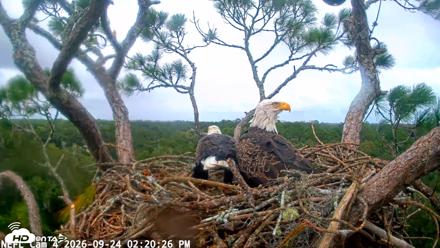 NE Florida Eagles Live Webcam - Sep 24, 2026, 2:21pm EDT