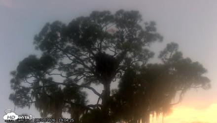 NE Florida Eagles Live Webcam - Aug 31, 2026, 7:05pm EDT