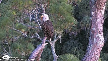 NE Florida Eagles Live Webcam - Aug 17, 2026, 6:36am EDT