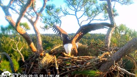 NE Florida Eagles Live Webcam - Sep 15, 2026, 8:12am EDT