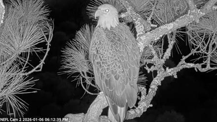 NE Florida Eagles Live Webcam - Jan 6, 2026, 6:13pm EST