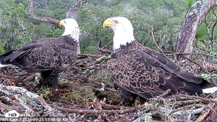 NE Florida Eagles Live Webcam - Sep 25, 2026, 7:48am EDT