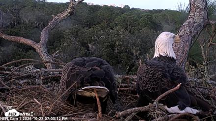 NE Florida Eagles Live Webcam - Oct 23, 2026, 7:01pm EDT