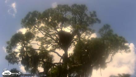 NE Florida Eagles Live Webcam - Aug 27, 2026, 1:33pm EDT