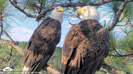 NE Florida Eagles Live Webcam - Sep 7, 2026, 7:49am EDT