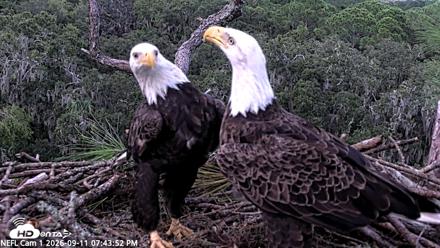 NE Florida Eagles Live Webcam - Sep 11, 2026, 7:44pm EDT