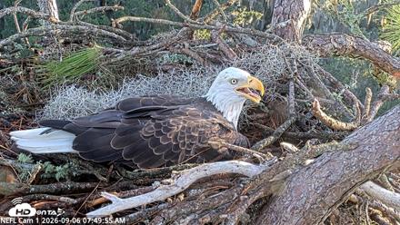 NE Florida Eagles Live Webcam - Sep 6, 2026, 7:50am EDT