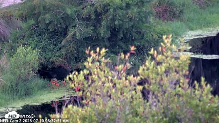 NE Florida Eagles Live Webcam - Jul 10, 2026, 6:33am EDT