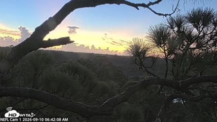 NE Florida Eagles Live Webcam - Sep 10, 2026, 6:42am EDT