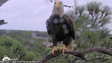 NE Florida Eagles Live Webcam - Oct 7, 2026, 6:41pm EDT