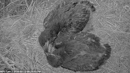 NE Florida Eagles Live Webcam - Feb 12, 2026, 6:29pm EST