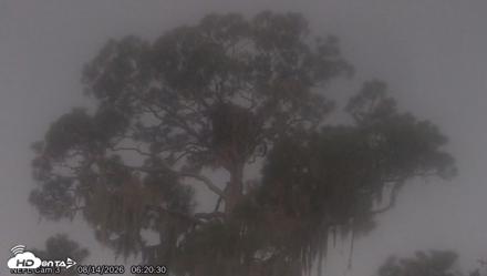 NE Florida Eagles Live Webcam - Aug 14, 2026, 6:21am EDT