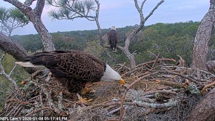 NE Florida Eagles Live Webcam - Jan 4, 2026, 5:18pm EST