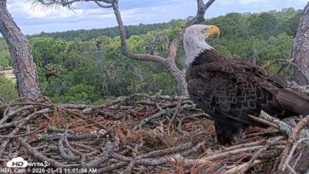 NE Florida Eagles Live Webcam - May 13, 2026, 11:02am EDT