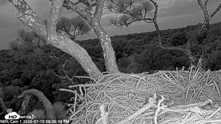NE Florida Eagles Live Webcam - Jul 10, 2026, 8:37pm EDT