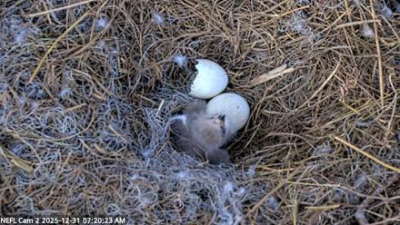 NE Florida Eagles Live Webcam - Dec 31, 2025, 7:21am EST