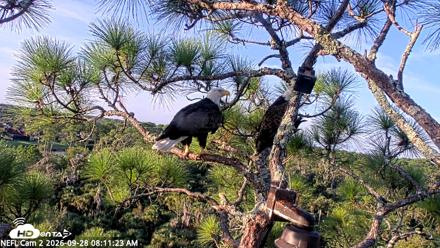 NE Florida Eagles Live Webcam - Sep 28, 2026, 8:12am EDT