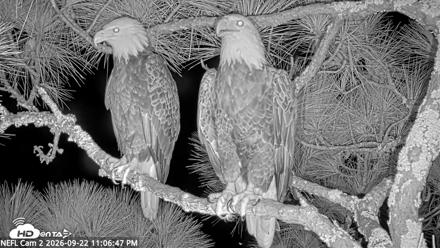 NE Florida Eagles Live Webcam - Sep 22, 2026, 11:07pm EDT