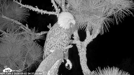 NE Florida Eagles Live Webcam - Sep 2, 2026, 4:38am EDT