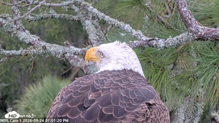 NE Florida Eagles Live Webcam - Sep 24, 2026, 1:02pm EDT