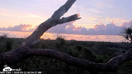 NE Florida Eagles Live Webcam - May 22, 2026, 6:35am EDT