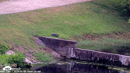 NE Florida Eagles Live Webcam - May 9, 2026, 10:49am EDT