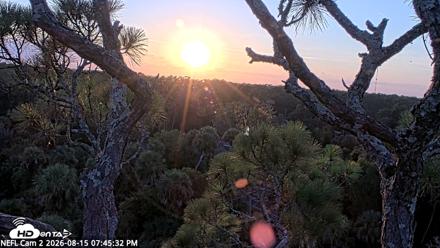 NE Florida Eagles Live Webcam - Aug 15, 2026, 7:46pm EDT