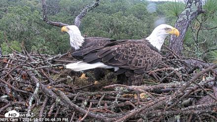 NE Florida Eagles Live Webcam - Oct 7, 2026, 6:45pm EDT