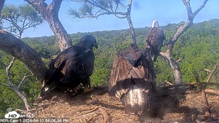 NE Florida Eagles Live Webcam - Apr 11, 2026, 4:07pm EDT