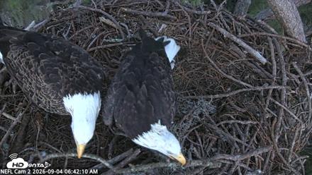 NE Florida Eagles Live Webcam - Sep 4, 2026, 6:43am EDT