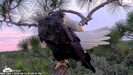 NE Florida Eagles Live Webcam - Aug 13, 2026, 7:50pm EDT