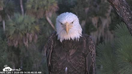 NE Florida Eagles Live Webcam - Sep 14, 2026, 6:47am EDT