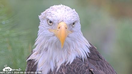 NE Florida Eagles Live Webcam - Aug 20, 2026, 7:01pm EDT